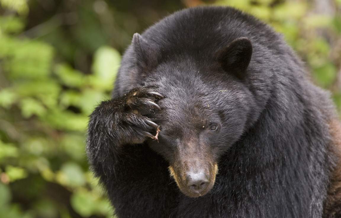 Black Bear in Tofino