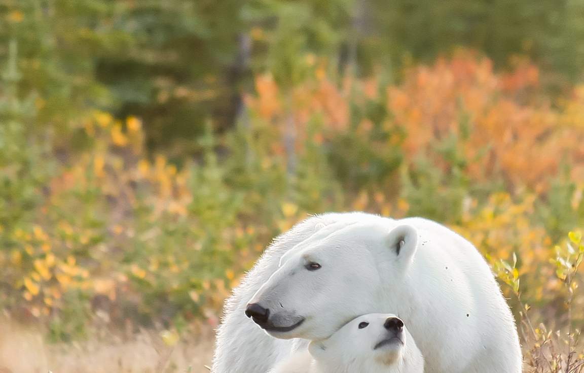 Polar Bear and her cub