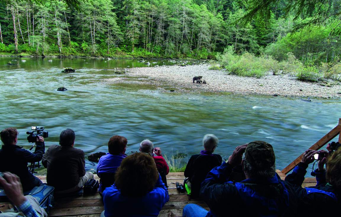 Grizzly Bear Watching