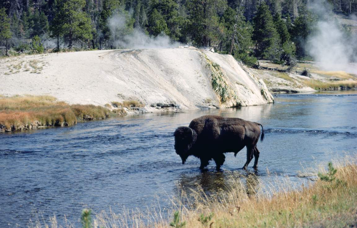 Bison in Yellowstone National Park