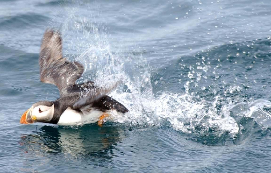 Puffins Newfoundland and Labrador