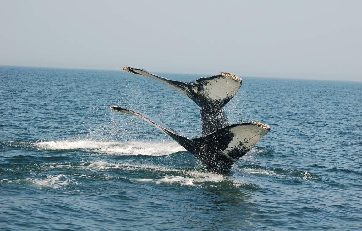 Whale Atlantic Canada