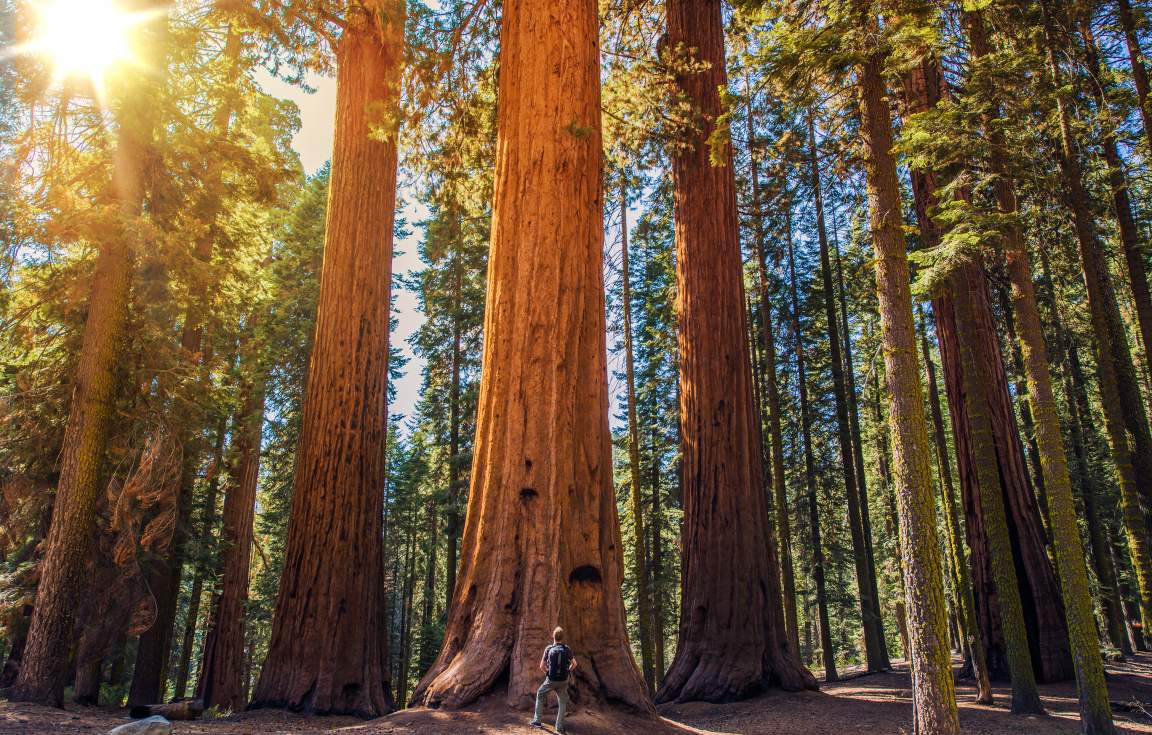 Sequoia Park California