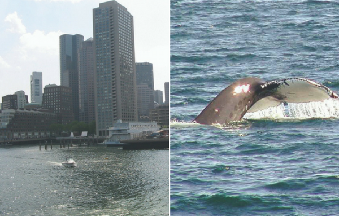 Boston Whale Watching