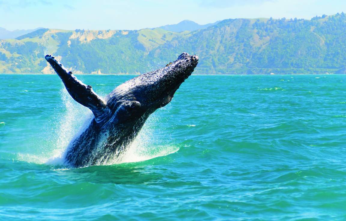 Kaikoura