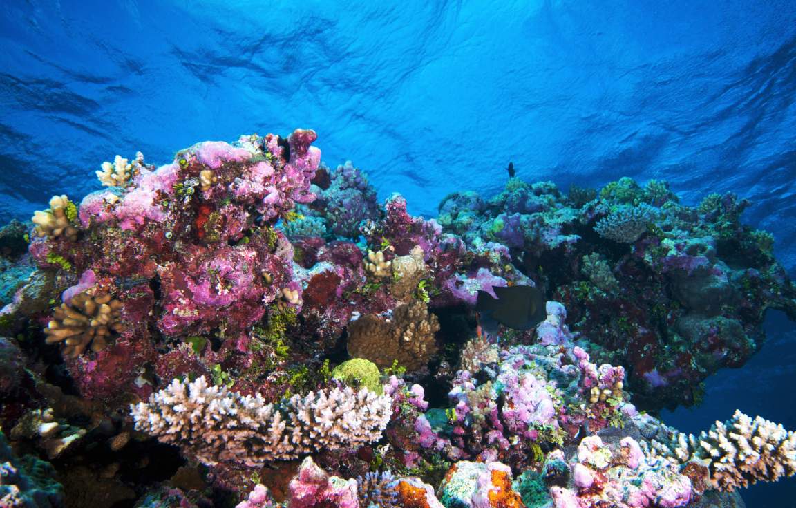 Great Barrier Reef