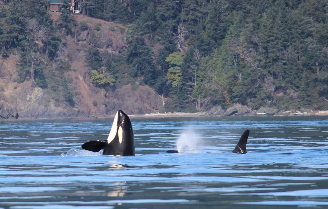 Spy-Hopping Orca Whales