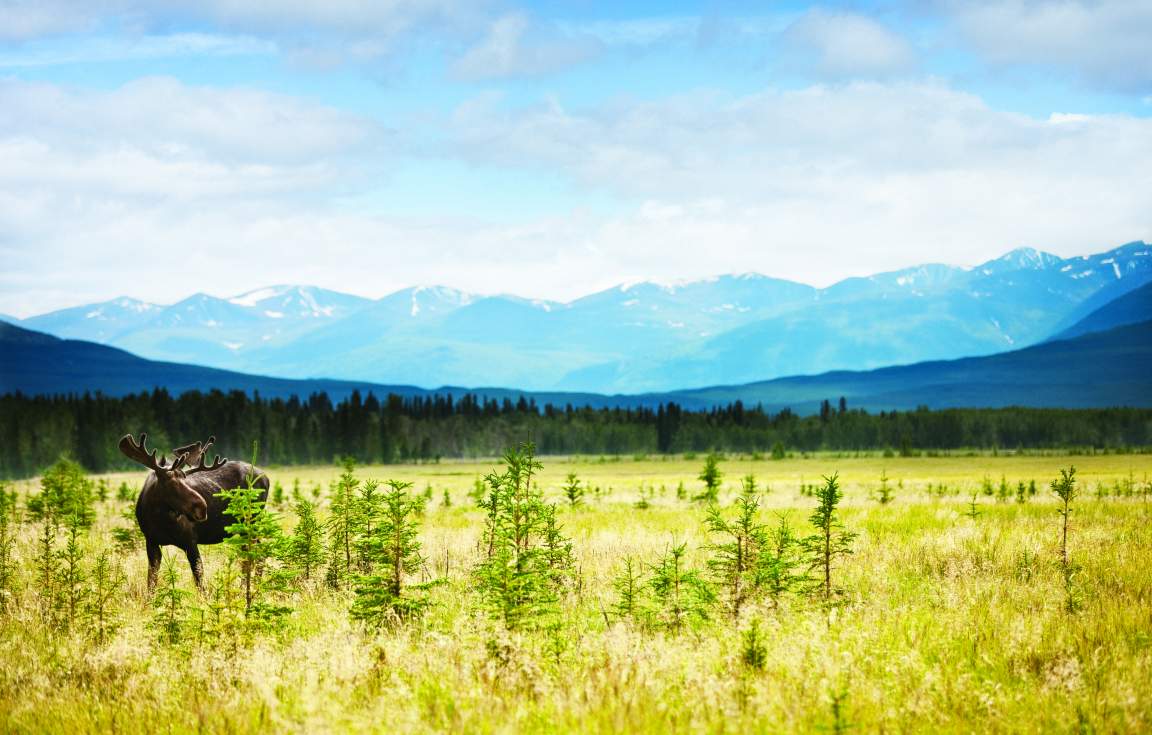 Elk in field 