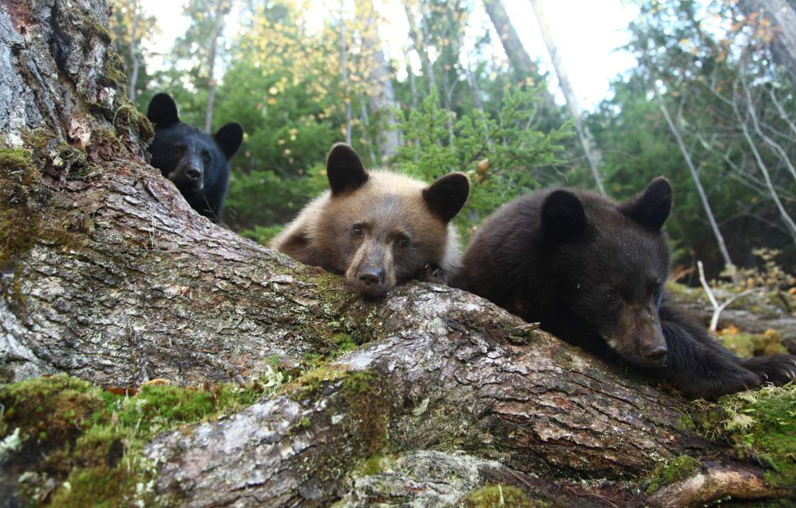 Bears at Blue River 