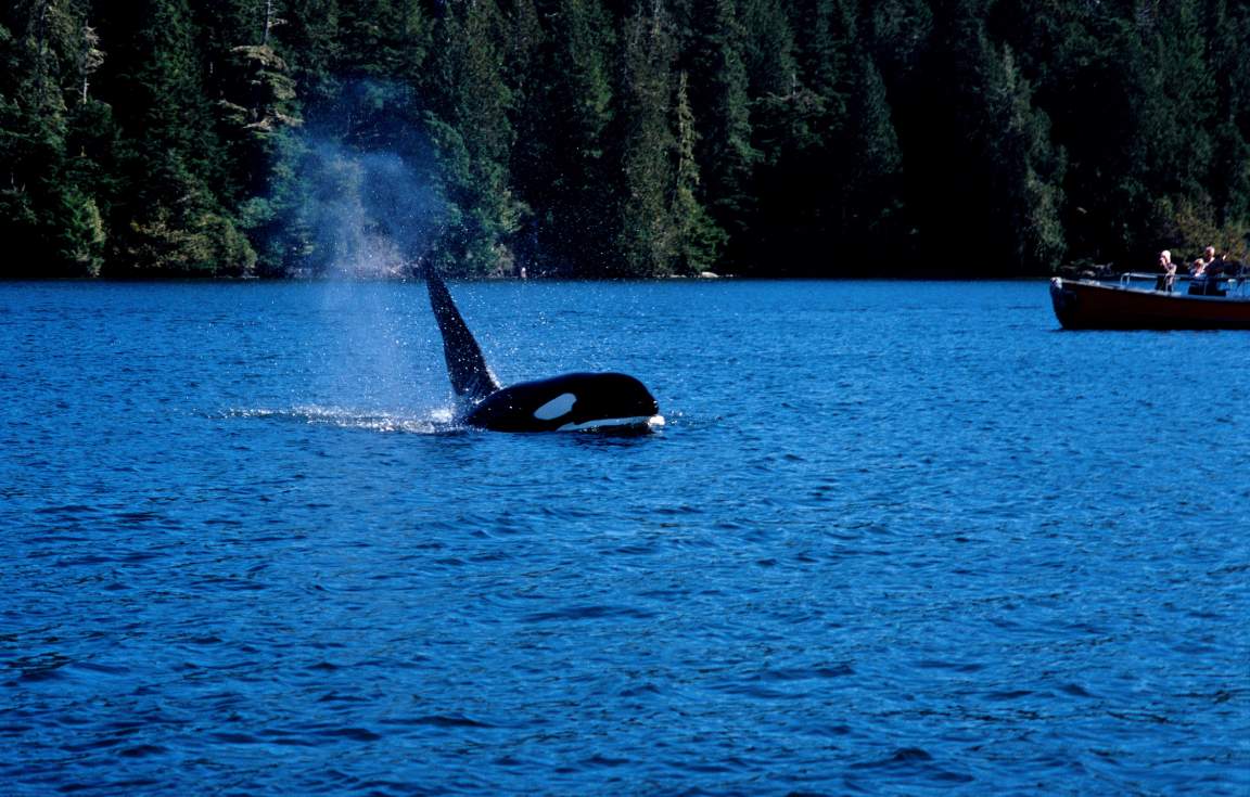 Tofino Whale Watching 