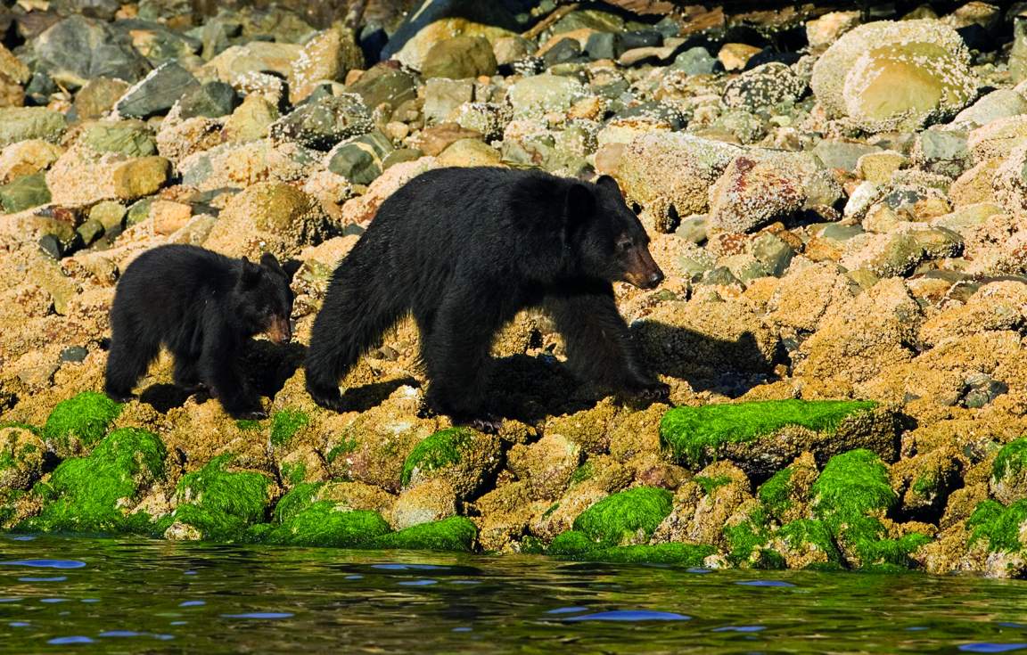 Tofino Bear Watching