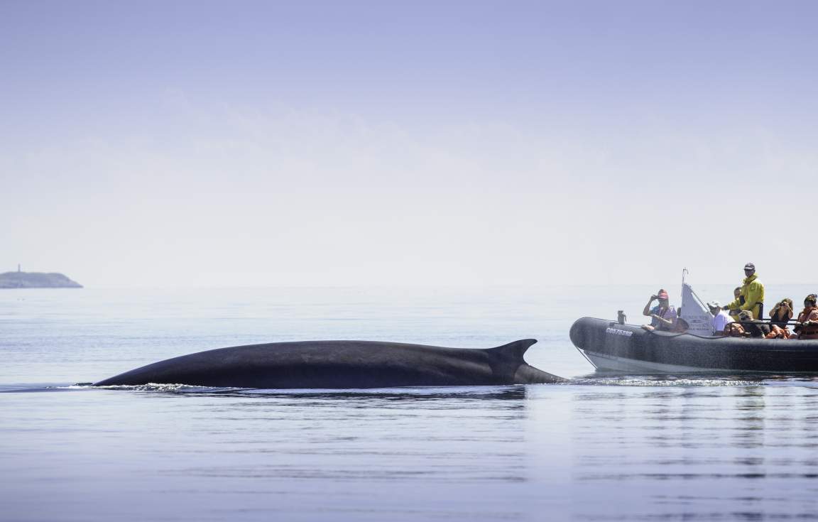 Whale watching - Digby