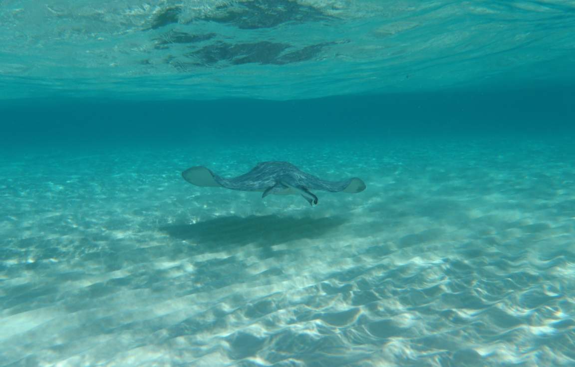 Sting Ray