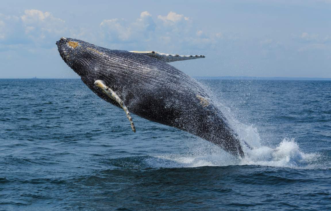NB Whale Watching