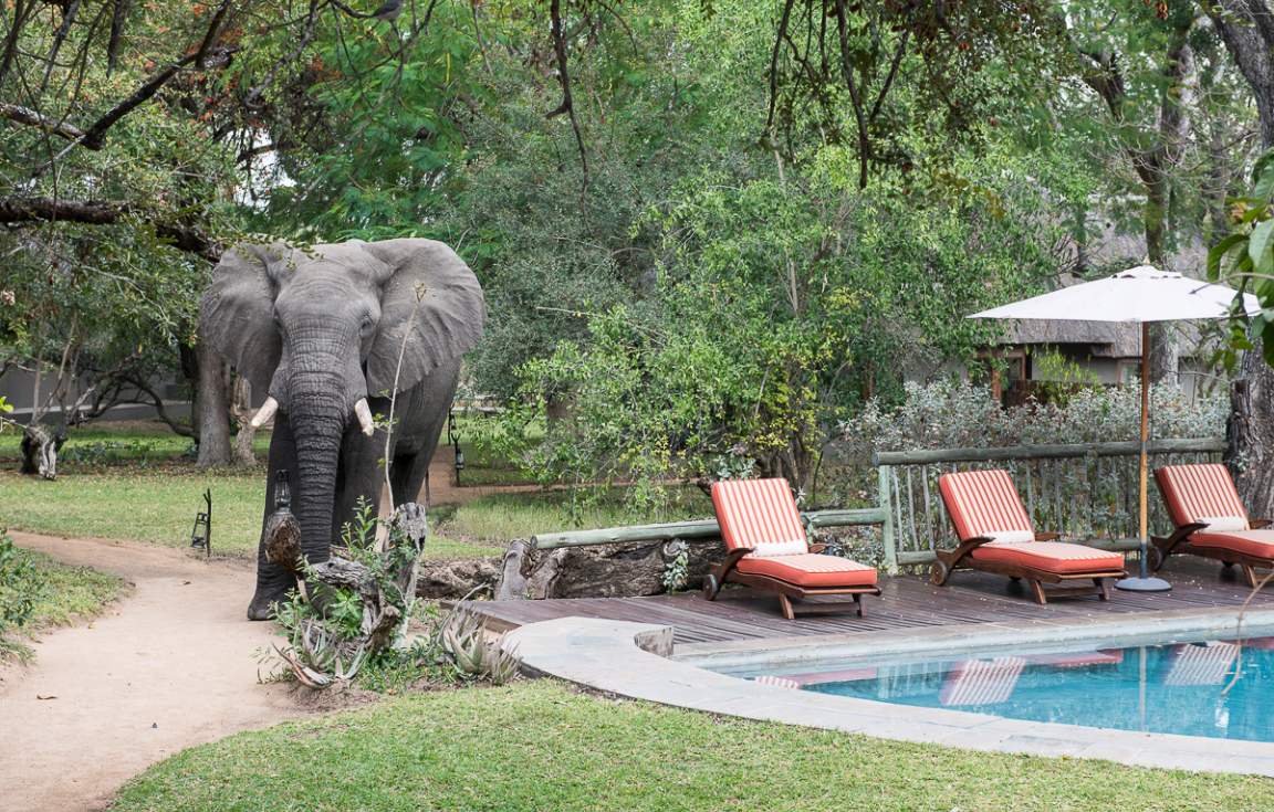 Elephant at Sabi Sabi 