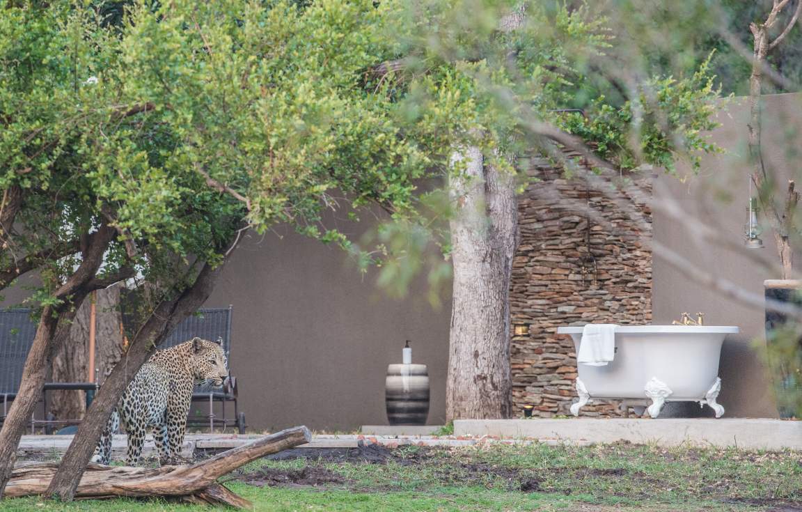 Cheetah at Sabi Sabi 