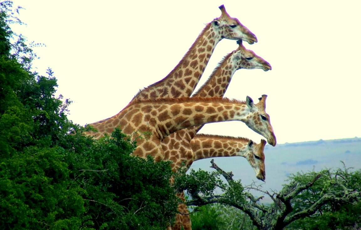 Giraffes at Amakhala