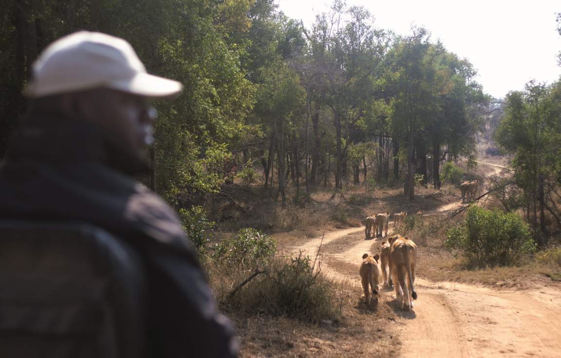 safari mpumalanga