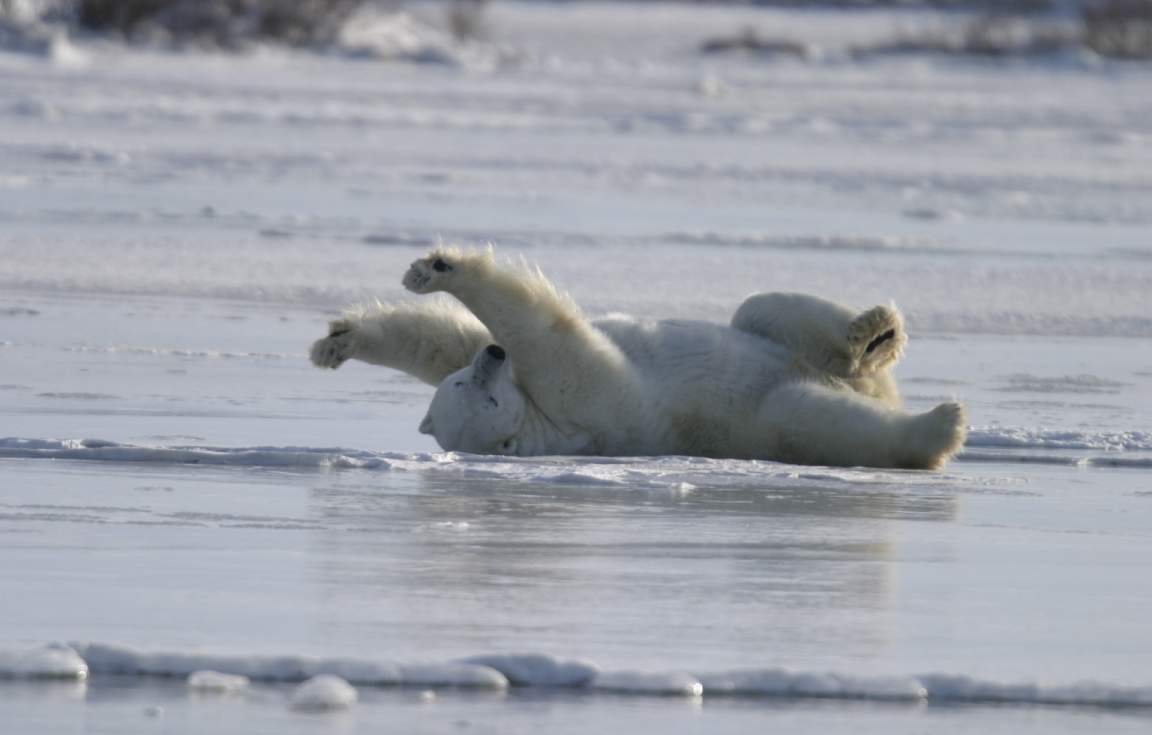 Polar Bear - Ultimate Polar Bear Adventures