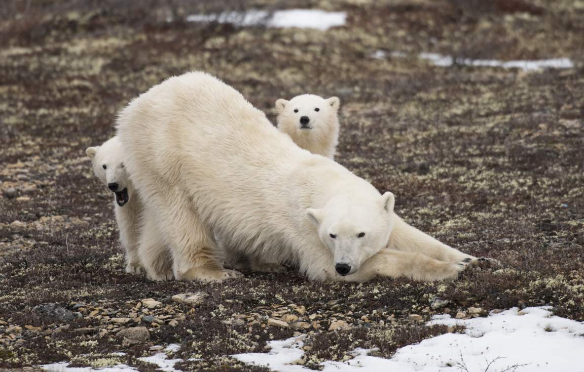 Polar Bears - Ult Polar Bear 