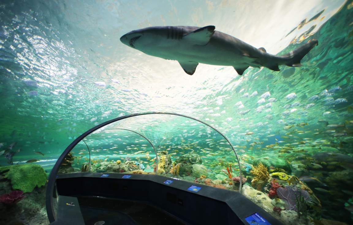 Ripley's-Aquarium-of-Canada-underwater-tunnel-shark_Attractions_Image