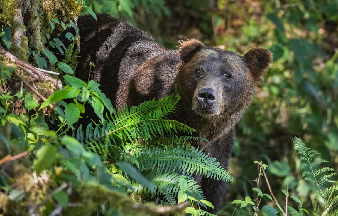 Klahoose Wilderness Resort Bear