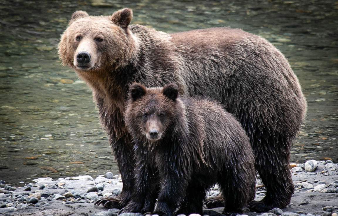 Klahoose Wilderness Resort Bears