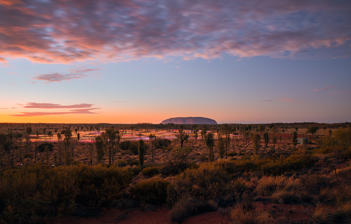 Uluru Field of Light 