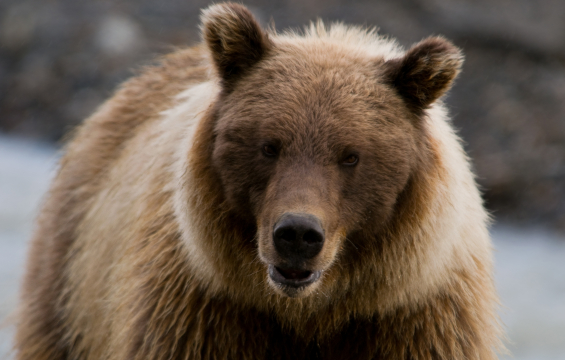 Grizzly Bears