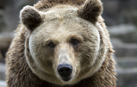 Grizzly Bear