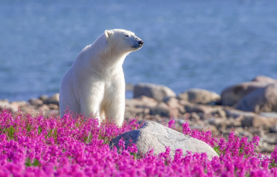 Polar Bear Manitoba