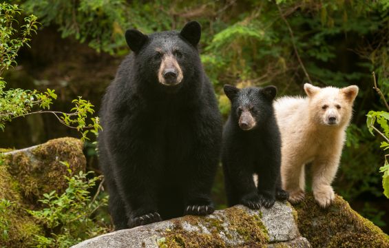 British Columbia ©Ian McAllistar/Pacific Wild