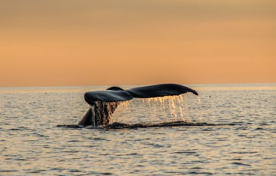 Whale-watching-New-Brunswick