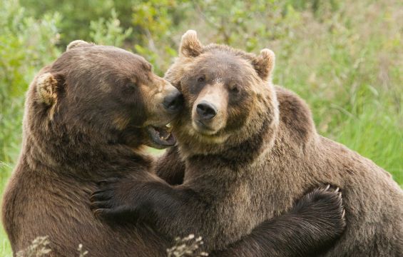 Northwest Territories Wildlife Bear