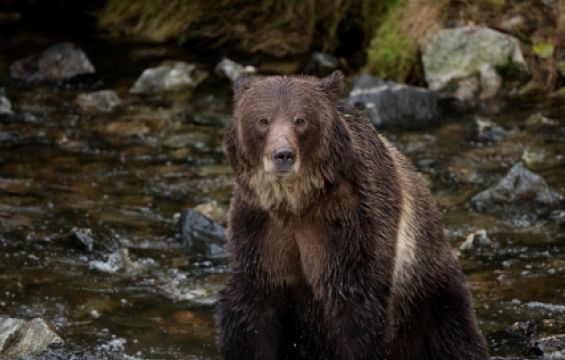 Bear watching