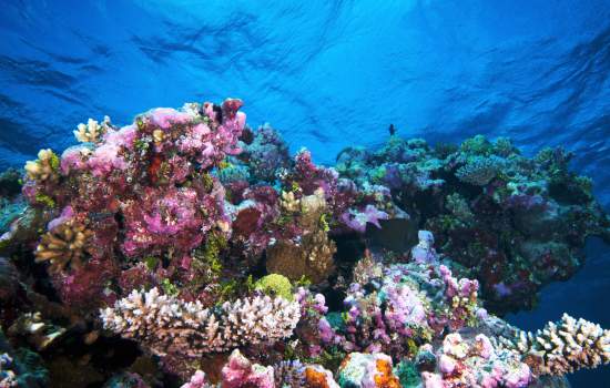 Underwater Coral 