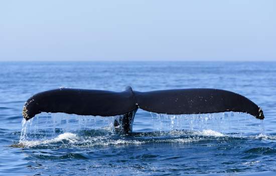 Humpback Whale Bay of Fundy