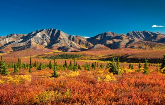 Denali National Park