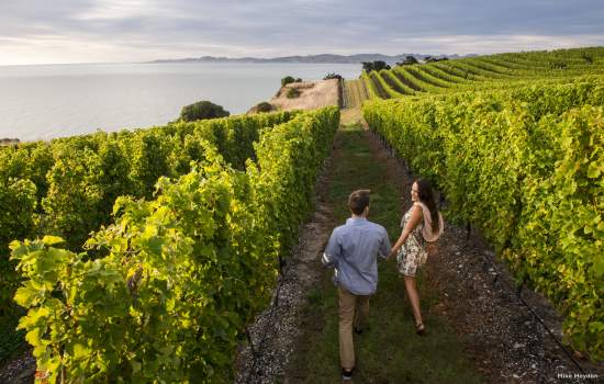 Explore Marlborough Wine Region