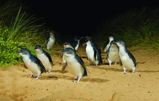 Penguins - Phillip Island