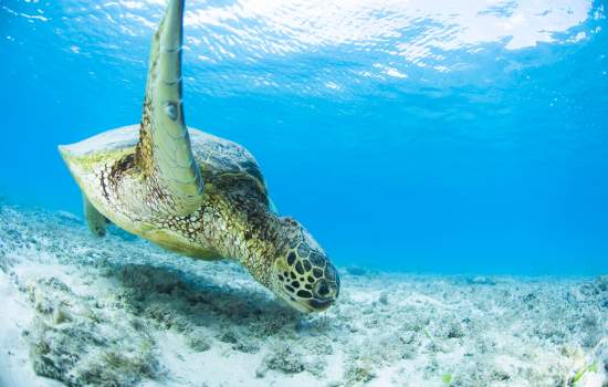 Great Barrier Reef