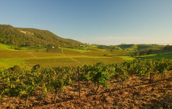 Hunter Valleys Vineyards