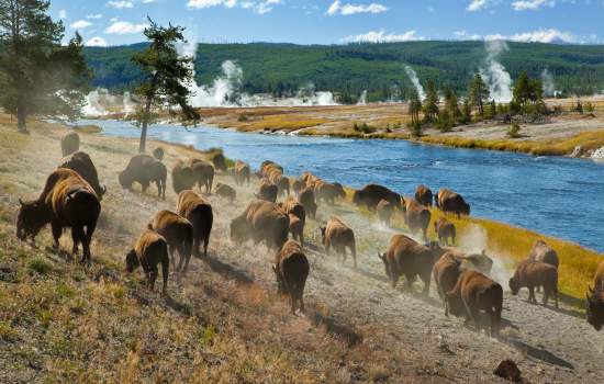 Bison in Yellowstone National Park