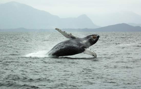 Whale Watching in Tofino