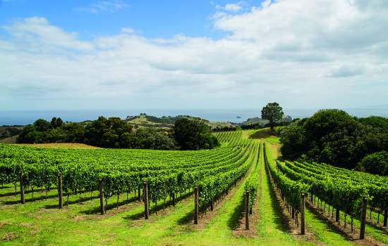 Auckland Vineyard