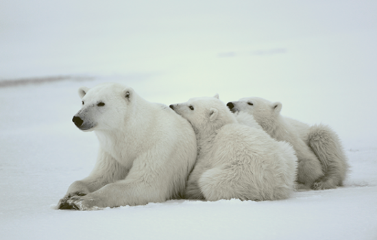 Polar Bears of Churchill