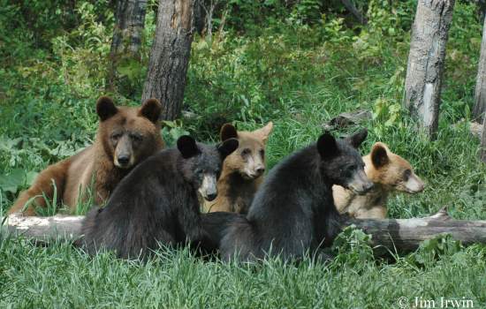 Bears
