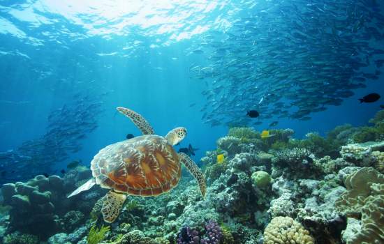 Great Barrier Reef