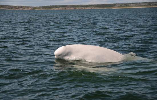 Beluga Whale  (Credit: Frontiers North | Doug Ross)