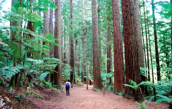 Redwoods Forest Rotorua